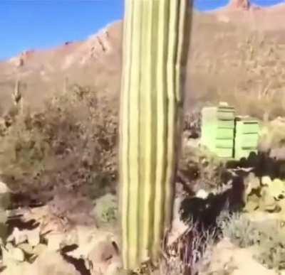 I AM MENTALLY SOUND 👹👹👹👹