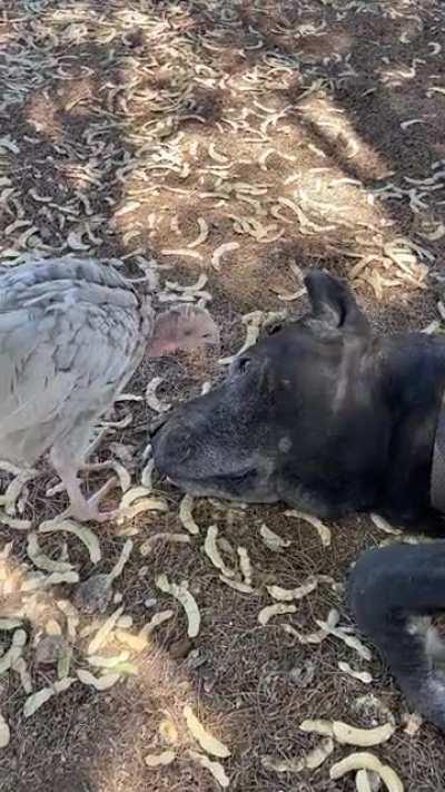 Turkeys are fearless and I have one patient Dane