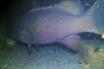 Look at the size of this massive grouper (toilet on the left for scale)