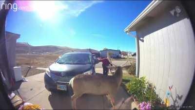 Deer chooses violence