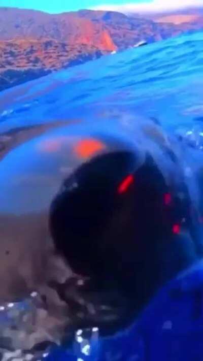 Fuck your camera. I'm a shark!