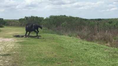 Sigmorse vs Alphagator