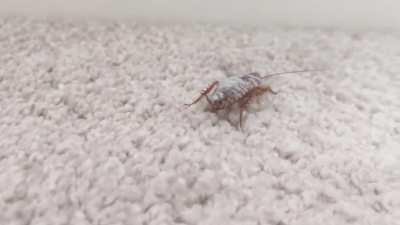 I found an infected zombie cockroach with mould on its back