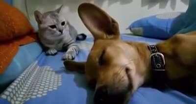 Cat slapping dog for farting
