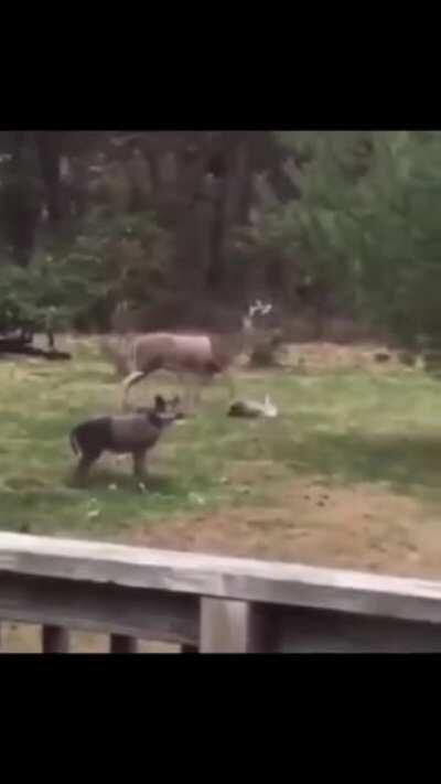 To have a humpa hump!