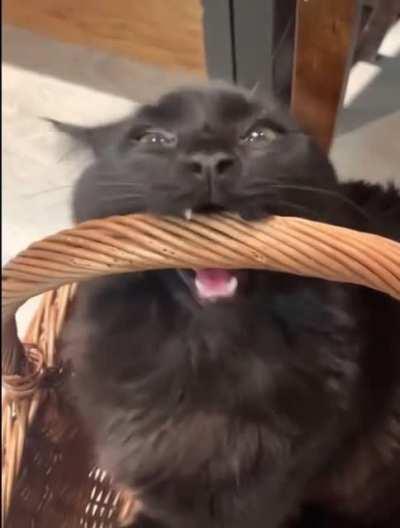 He protec, he attac, he bite basket for a snac