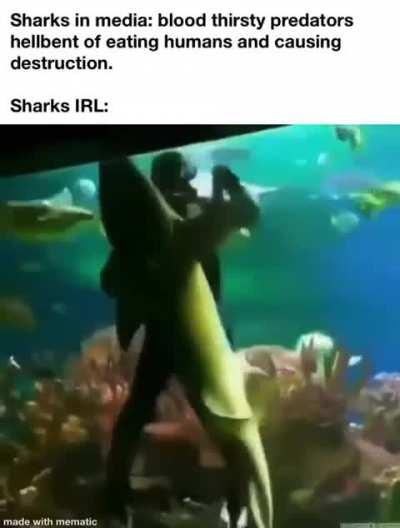 Shark (heil spez)