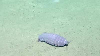 🔥 Giant Purple Isopod found in the Gulf of Mexico