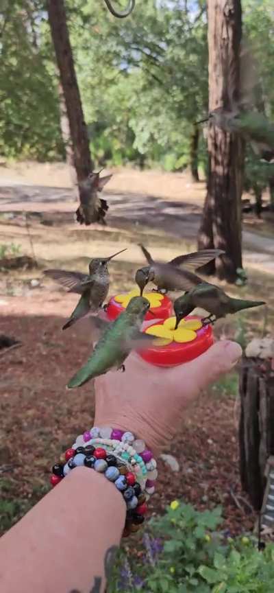 Hand feeding Hummingbirds
