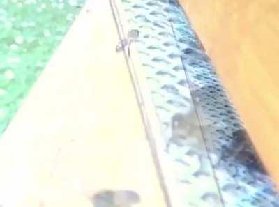 🔥 Apparently bees are a lot clumsier than one would think