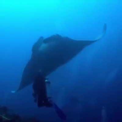 The giant oceanic manta ray can grow up to 7m 23ft across and weigh up to 3000kg 6600lb