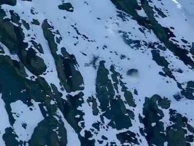 The Snow Leopard's sheer dedication to securing its prey.