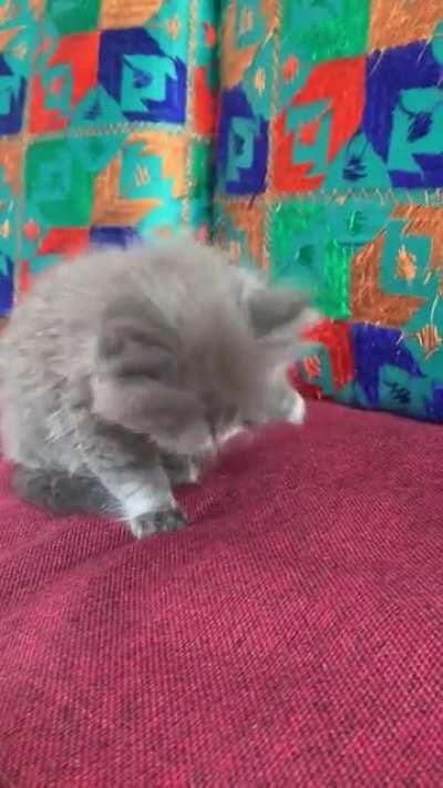 Mishti and her clean up regime.. the cutest thing you will see today 😋