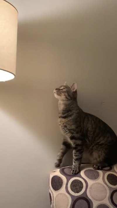 Curious Cat Cause Cur-fluff-al