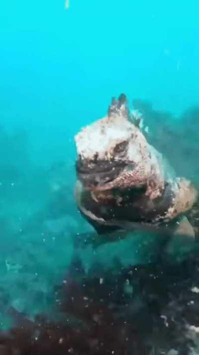 Baby Godzilla swimming