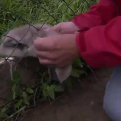 Man saves a baby swan..