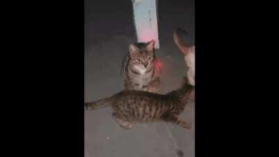 acha isso engraçado, dono?