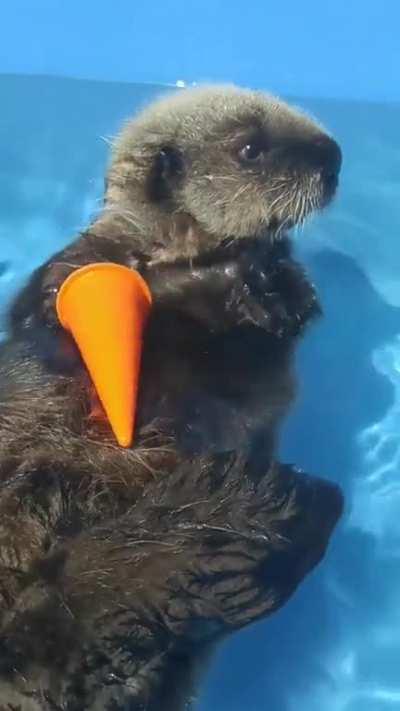 Just Baby Quatse enjoying her favorite toy, the orange cone! (1st post more details).