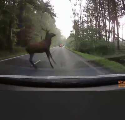 Flying deer on the road