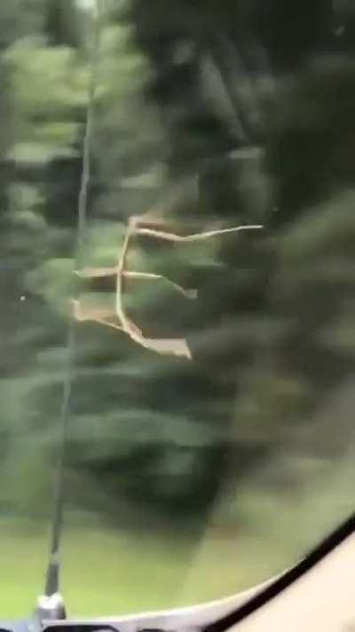 I'm pretty sure this Guy is Enjoying Himself