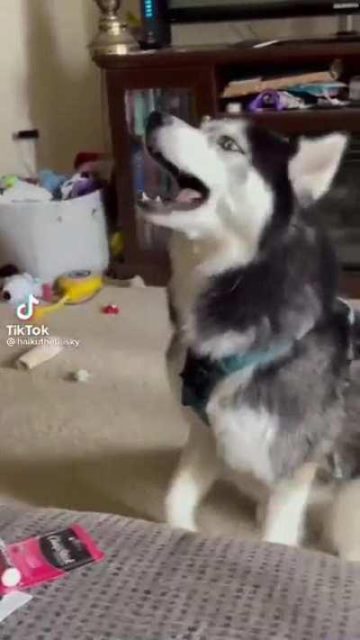 it's practicing vocals to join the dog's voice