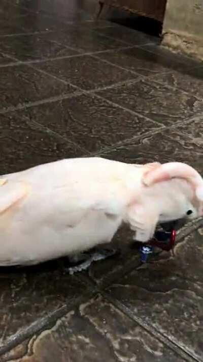 One of my rescue parrots at my zoo LOVES keys. Enjoy!