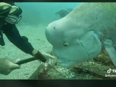 Software Manager Try Micromanaging