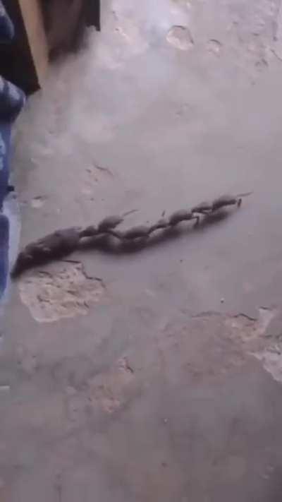 This is a mummy shrew and her whisker of baby shrews. Shrews have poor eyesight and these babies are nearly blind. To get about they form a conga. Each animal biting the tail of the one in front.