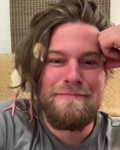 Have you had a chicken fall asleep in your hair?