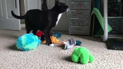 What it looks like on the other end when my devoted housekeeper picks up the "mess" I leave for him. This was the first and so far only time Harpo brought me the poop.