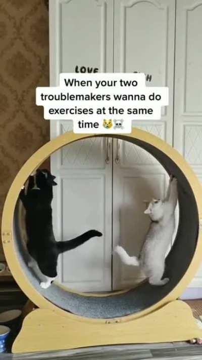 Cats use the exercise wheel at the same time