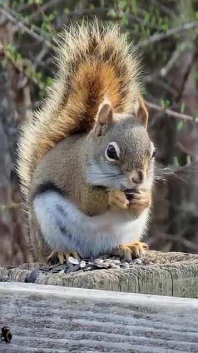 A couple little fat squirrels at mer blue bog