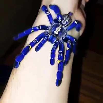 🔥🔥🔥 The Peacock tarantula is the only species in the genus to be covered in blue hair - It also exhibits an intricate fractal like pattern on the abdomen..🔥🔥🔥