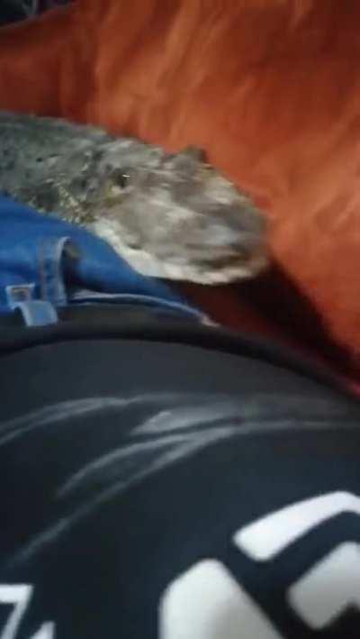 The most beloved pet that waits for you in the evenings from work.