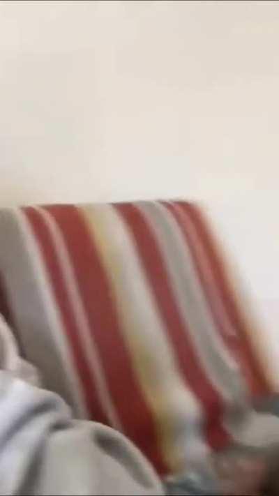 The Speak language of cat.