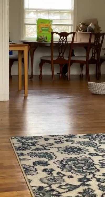 The first few days after I adopted my deaf cat were rough…