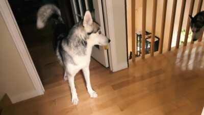 Laika the Husky Bath Time