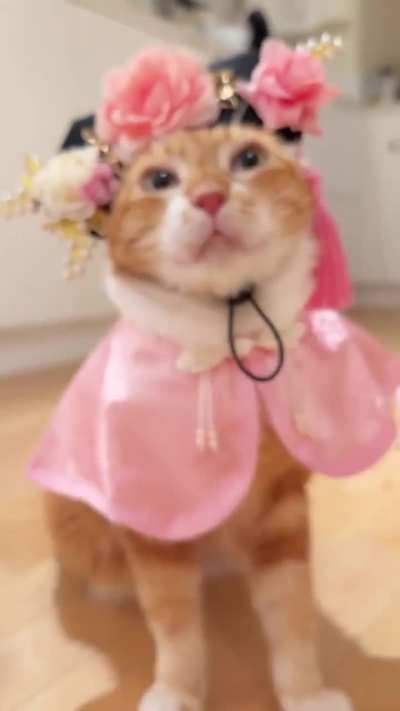 oye has become a geisha??