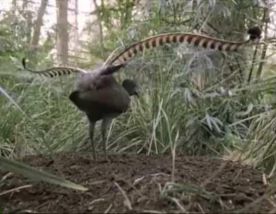 Lyre Bird imitates sounds that it’s heard in the rainforest