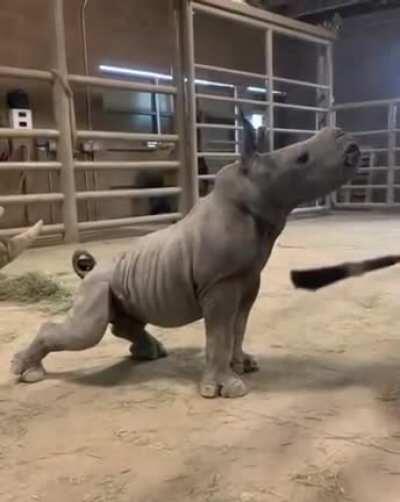 Baby Rhino loves scratches