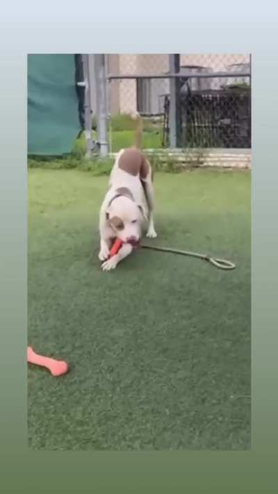 RUNNING OUT OF TIME. Please HELP Whitton. He only has until TUESDAY 10/28 to get ADOPTED directly from the shelter or RESCUED (then he needs a FOSTER and PLEDGES). EUTHANASIA LIST at Orange County Animal Services in ORLANDO, FL. Please dm me if you can fo