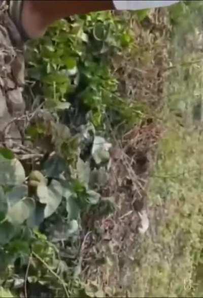 Train coming in with the zip line punch