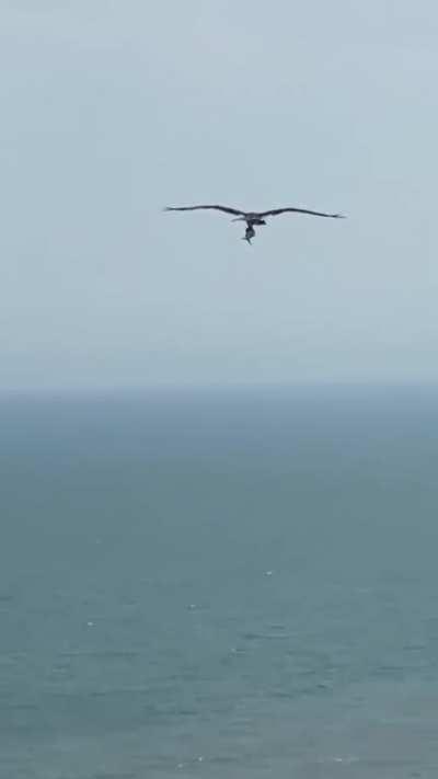 🔥 A Bird of Prey (Condor?) carries away a giant fish he caught. Filmed at Myrtle Beach, SC.