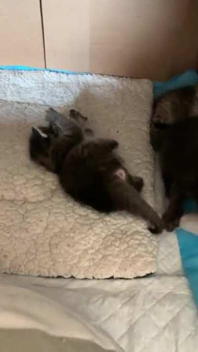 Still figuring out the whole “wrestling” thing