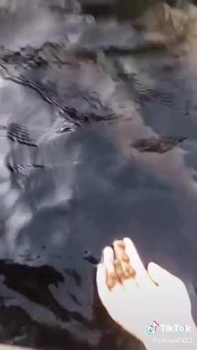 thought wubby might like this