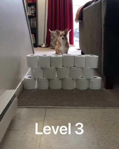 How high can a corgi fly?