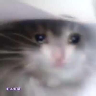 Alt + soft Elec [Meme]