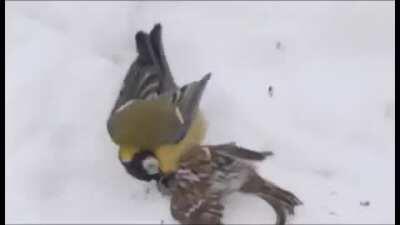 Titmouse-hunter. Kills and eats brains.