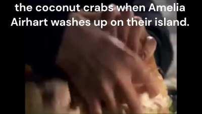 those damn coconut crabs.