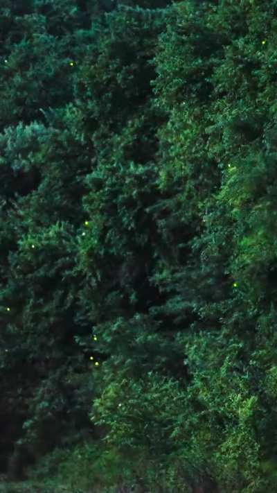 🔥Twinkle, twinkle, little fireflies